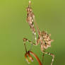 Empusa