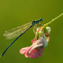 Morning damselfly