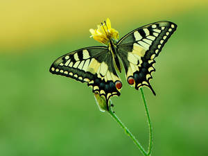Two Wings by dralik Two Wings by dralik