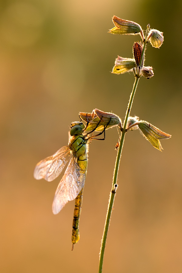 Aeshna affinis