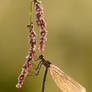 damselfly and the sunrise