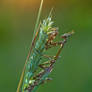 Empusa pennicornis