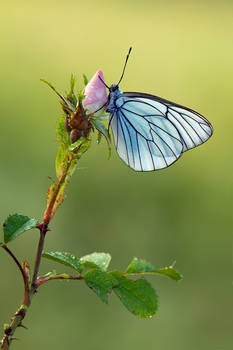 Aporia crataegi