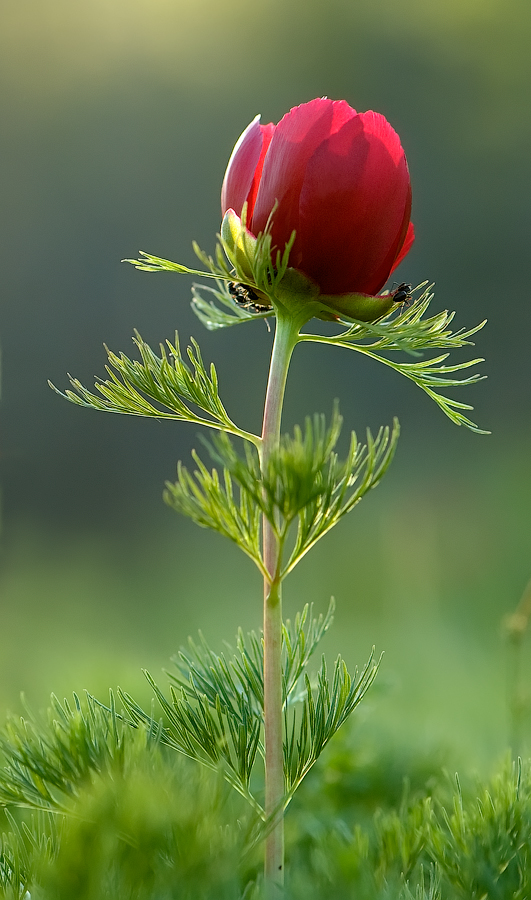 peony