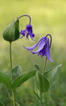 Clematis integrifolia by dralik