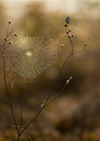 spiderweb