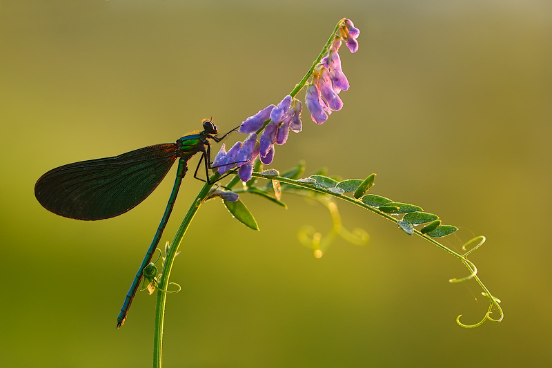 Calopteryx virgo