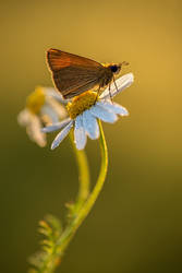 on camomile