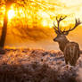 Deer sunset | Don Lichterman Sunset Recordings
