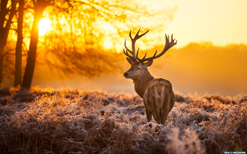 Deer sunset | Don Lichterman Sunset Recordings