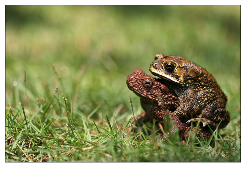 Mating Frog