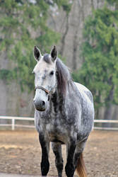 White Kladruber horse