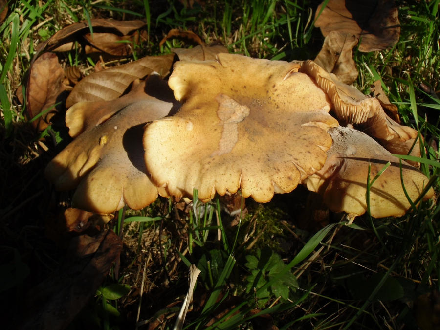 Pilz (3)