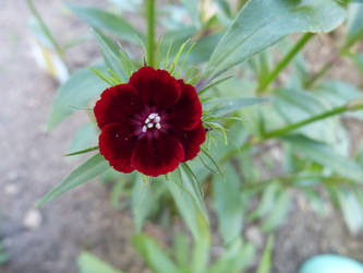 Rote Blume