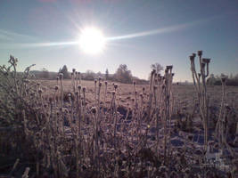 Sunlit Frost