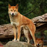 Australian Dingo's