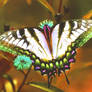 Butterfly of light