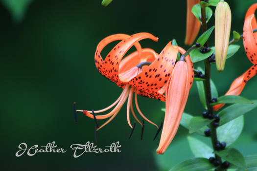 Tiger Lily