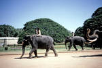 India Mysore palace elephants parade by FEB43