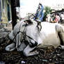 India Tiruchirappalli street scenery and cow