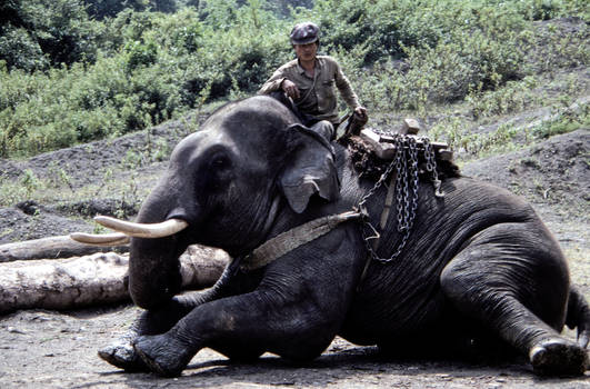 Laos a sawmill with elephants near Sayaboury