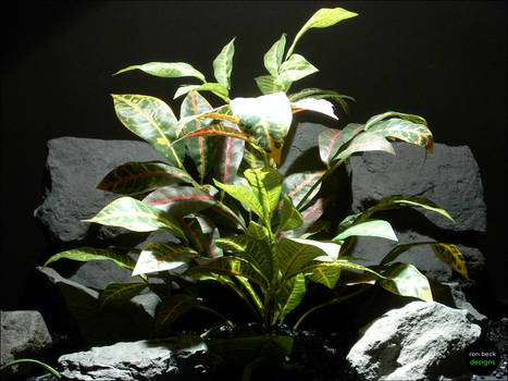 Reptile Habitat Plants: Croton Leaves Bush