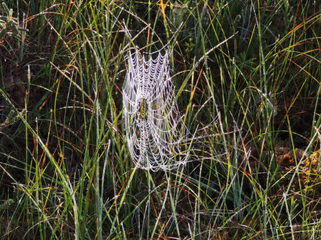 Spiderweb in the muskeg