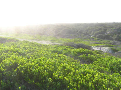 coastal shrub