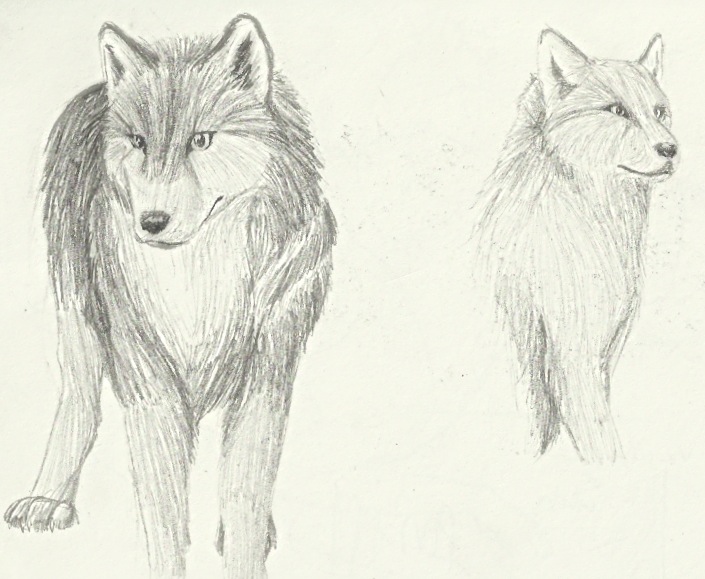 Wolf practice 3 - various