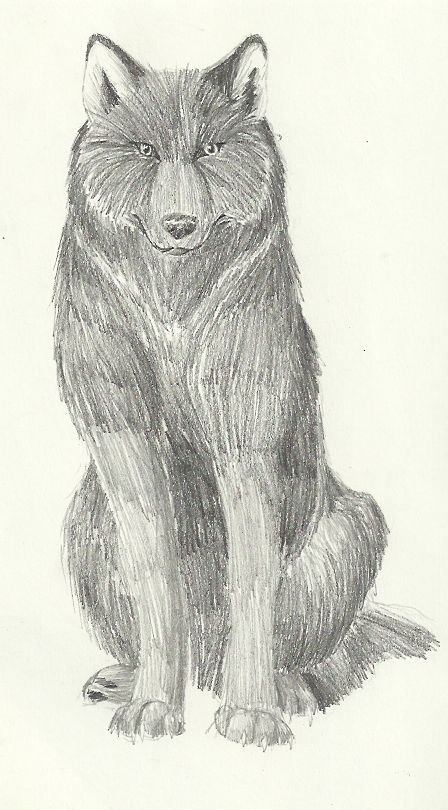 Wolf practice 4 - sitting