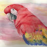 Scarlet Macaw Watercolor