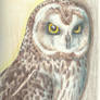 Short-Eared Owl (ORIGINAL for sale)