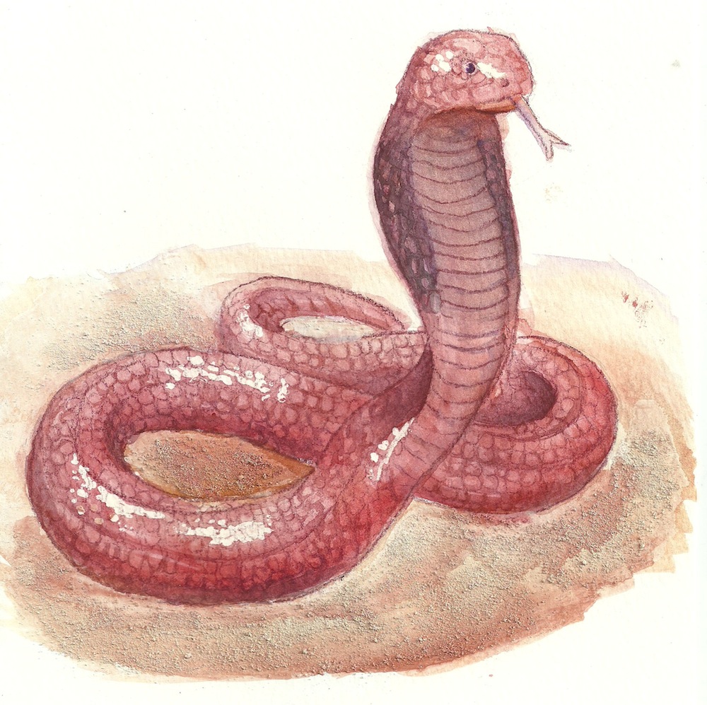 Red Spitting Cobra Doodle