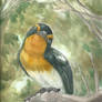 Narcissus Flycatcher