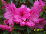 Bright Pink Flowers by Star-Light-Stable