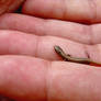 Tiniest Lizard