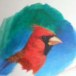 Acrylic Cardinal