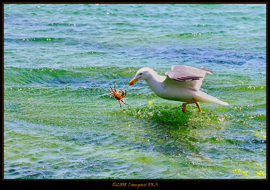 Flying crab