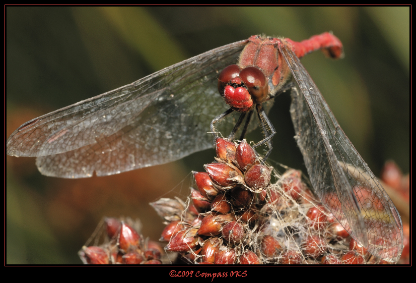 Red Dragon Fly