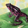 Arlequin Frog ATC