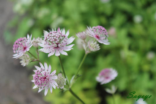 Violette Flower