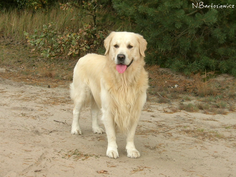 Golden Retriever VI