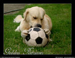 Golden Retriever with ball by hayhey