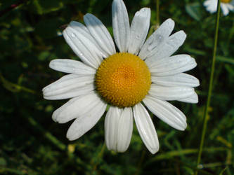 White flower