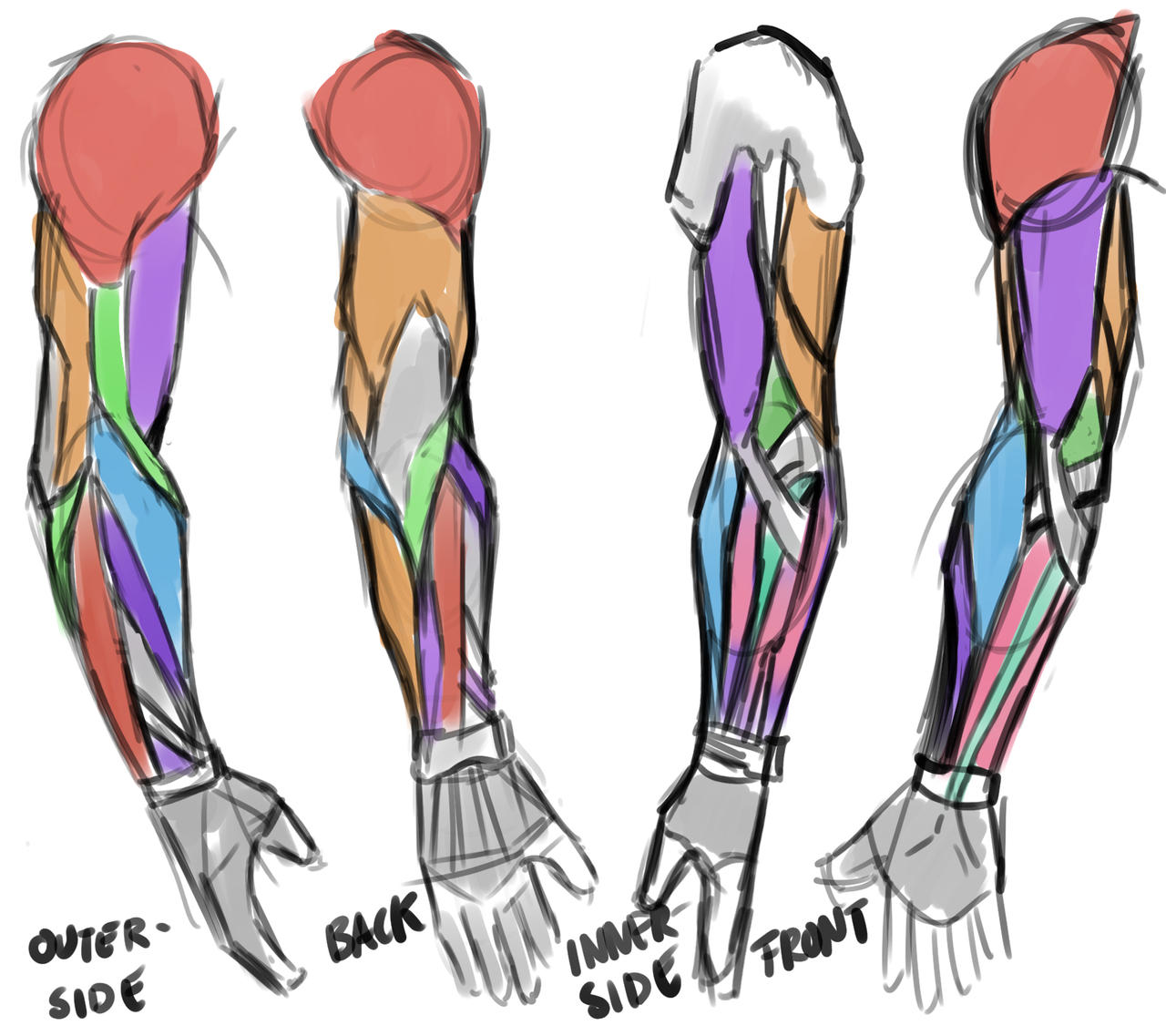 Arm Anatomy Practice (Day 27) by mzlonz on DeviantArt