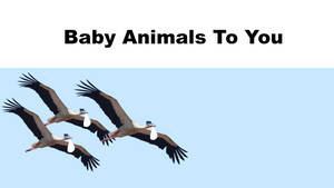 Baby Aniamls To You