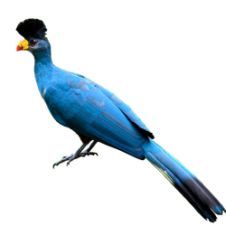 Toco the Turaco