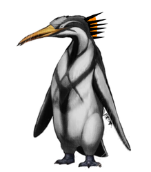 Arctus