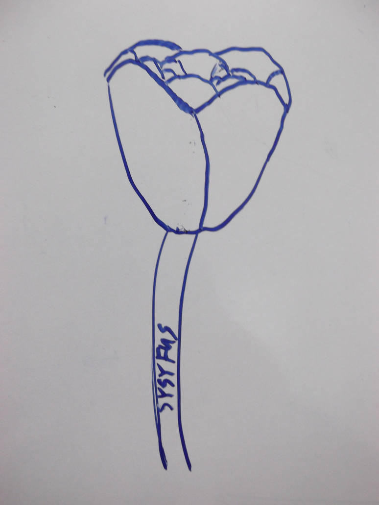 Whiteboard Rose by SysyFus on DeviantArt