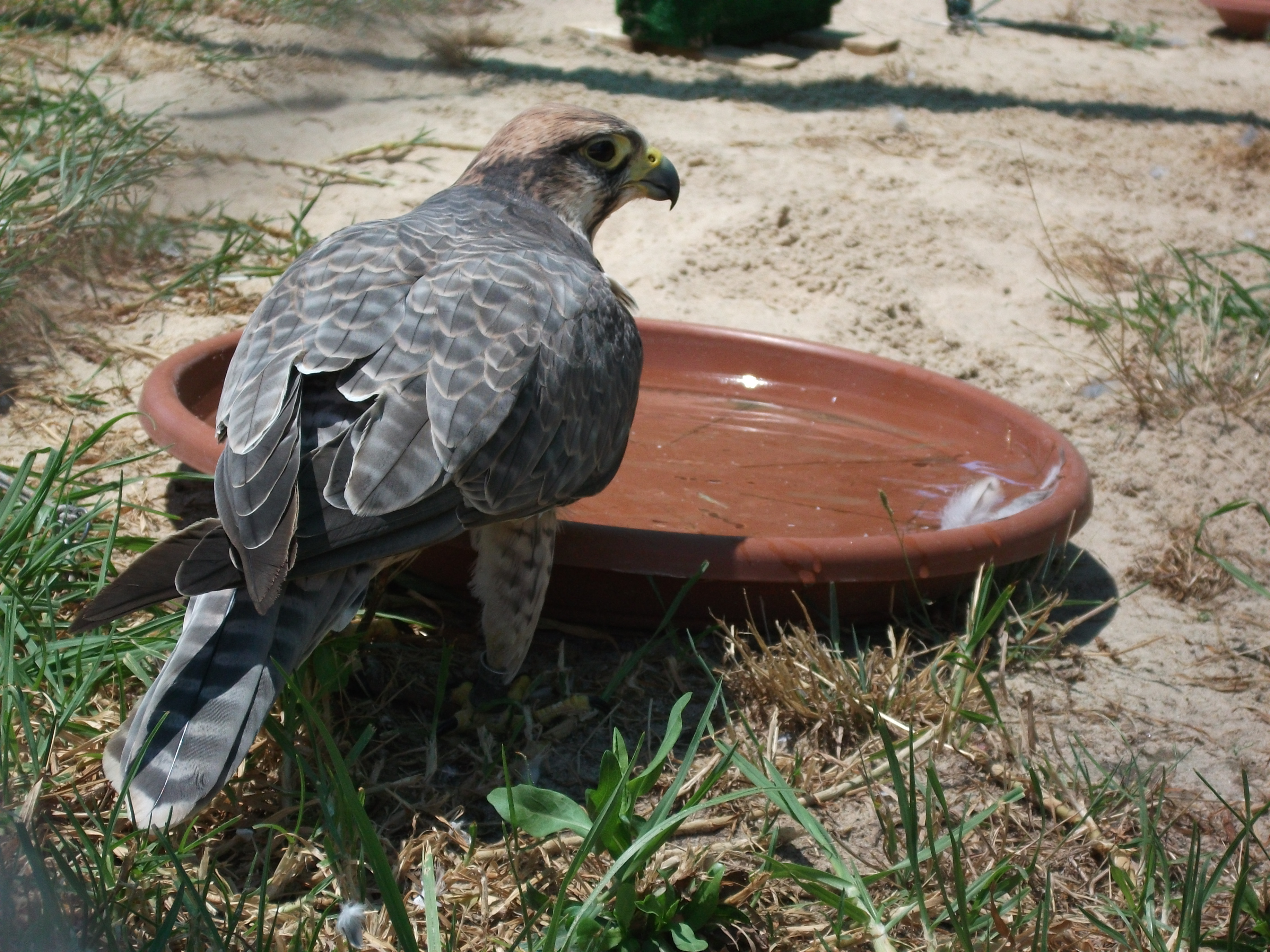 PORTUGUESE FALCON